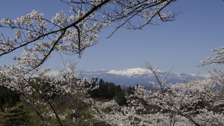 VT-8014 日本の桜 8K映像コンテンツ | アストロデザイン株式会社